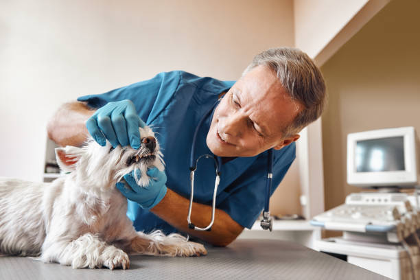 Best Emergency Tooth Extraction  in Pittsfield, IL